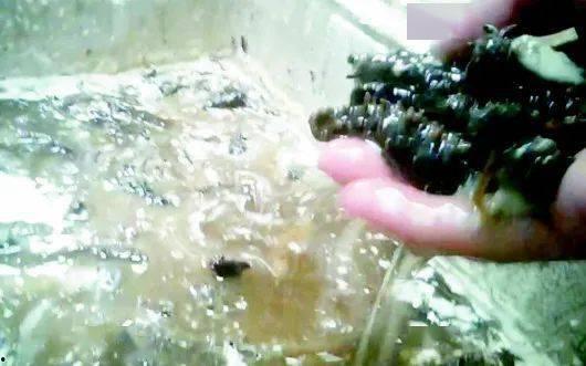 海参养殖爆料视频,揭秘幕后爆料视频背后的真相 第1张 海参养殖爆料视频,揭秘幕后爆料视频背后的真相 第1张